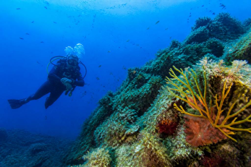 Corse plongée sous-marine : les meilleurs spots et conseils pour explorer les fonds marins