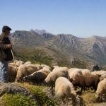 Berger corse : rôle, traditions et savoir-faire en montagne