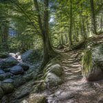 Forêt de l'Ospedale : randonnées, paysages et conseils pour la découvrir