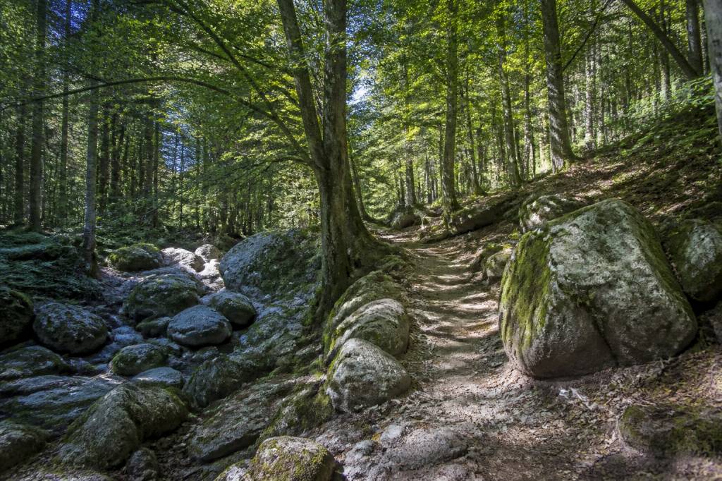 Forêt de l&rsquo;Ospedale : randonnées, paysages et conseils pour la découvrir
