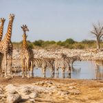 Afrique safari : les meilleures destinations pour un voyage inoubliable