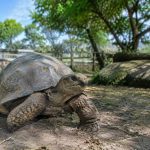 A Cupulatta : le parc des tortues incontournable en Corse
