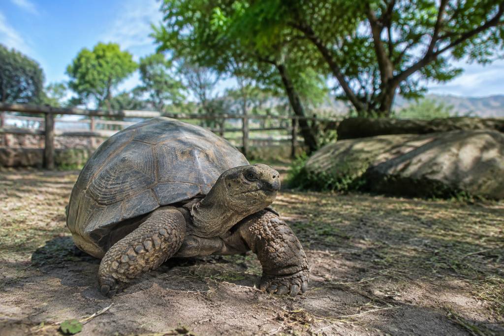 A Cupulatta : le parc des tortues incontournable en Corse