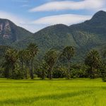 Cambodge paysage : les plus beaux décors naturels à découvrir au fil des saisons