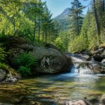 Que découvrir dans la forêt de Vizzavona en Corse ?