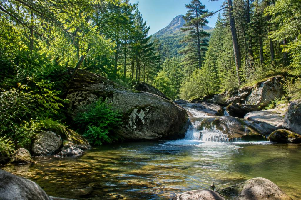 Que découvrir dans la forêt de Vizzavona en Corse ?